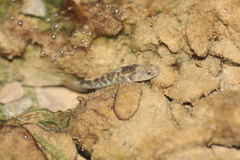 Rhinogobius rubromaculatus