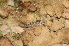 Rhinogobius rubromaculatus