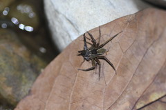 Dolomedes raptor