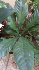 Anthurium salvinii