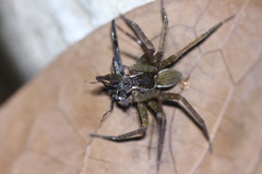 Dolomedes raptor