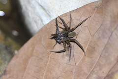 Dolomedes raptor