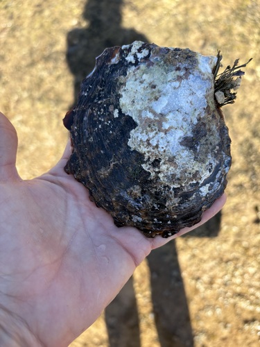 Pinctada margaritifera observed 2026-01-17