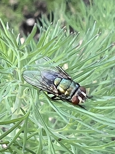 Unknown species found near Lester St, Houston, TX, US