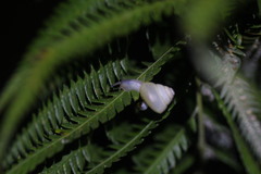 Satsuma phoenicis