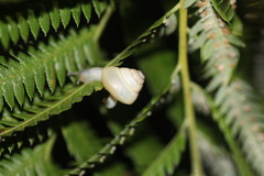 Satsuma phoenicis