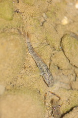 Rhinogobius rubromaculatus