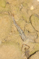Rhinogobius rubromaculatus