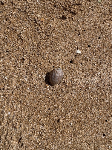 Hydatina physis observed 2026-01-17