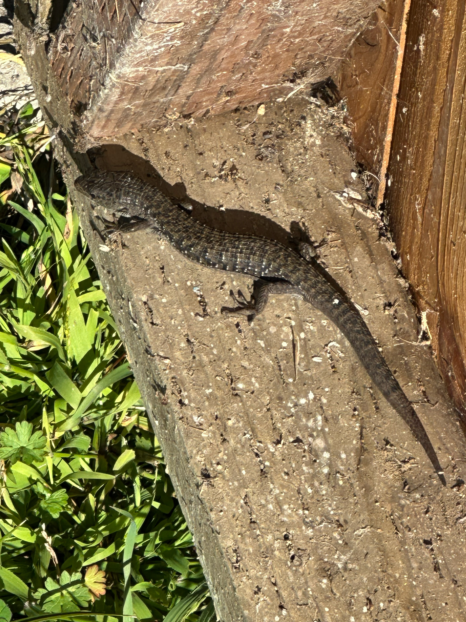 Elgaria coerulea (Wiegmann, 1828)