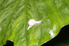 Satsuma phoenicis