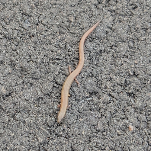 Fine-spotted Mulch-skink, Glaphyromorphus punctulatus