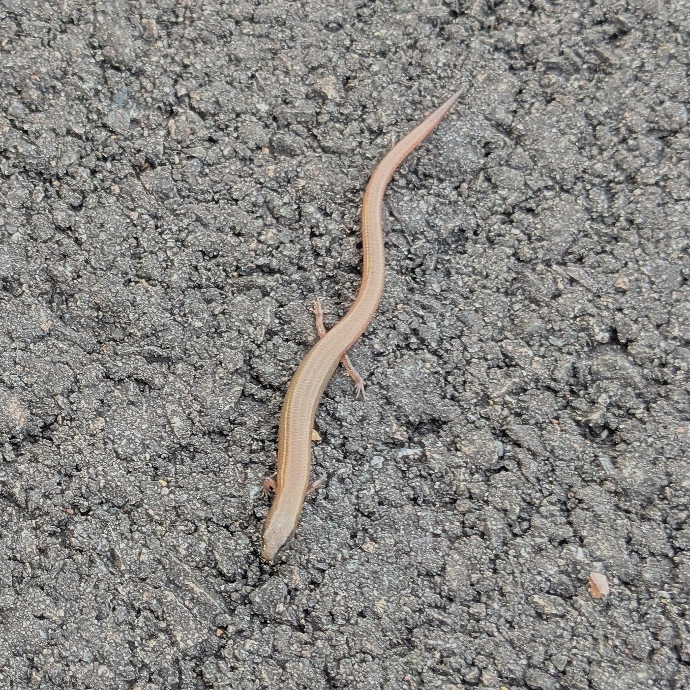 Fine-Spotted Mulch-Skink photo 4