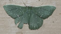 Prasinocyma iosticta