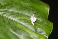 Satsuma phoenicis