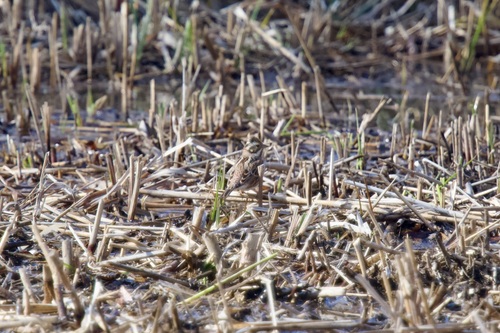 Rustic Bunting (Emberiza rustica)