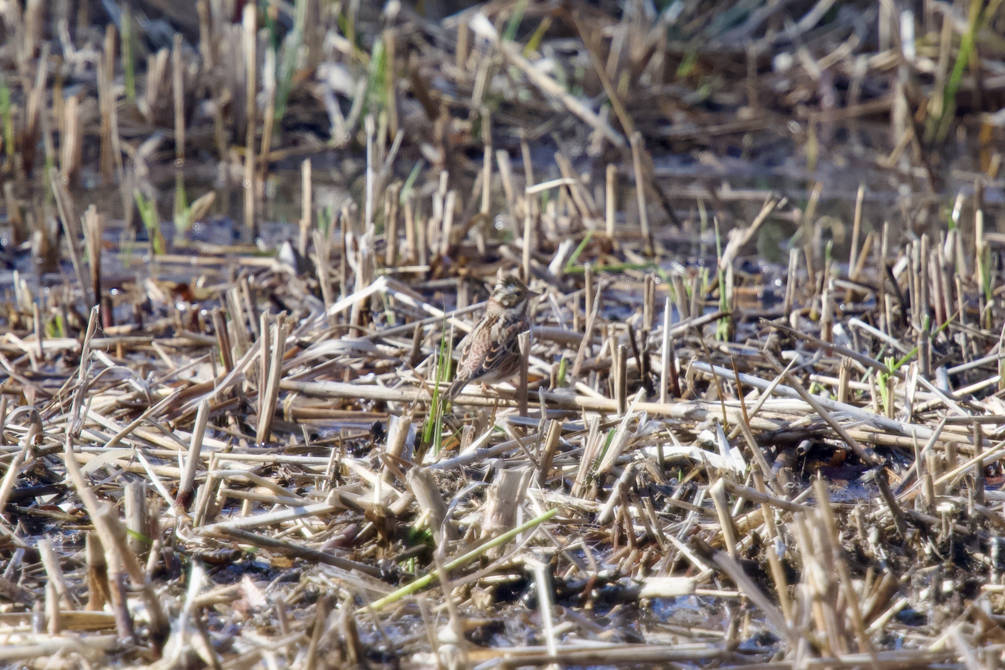 Rustic Bunting (Emberiza rustica), photo 1