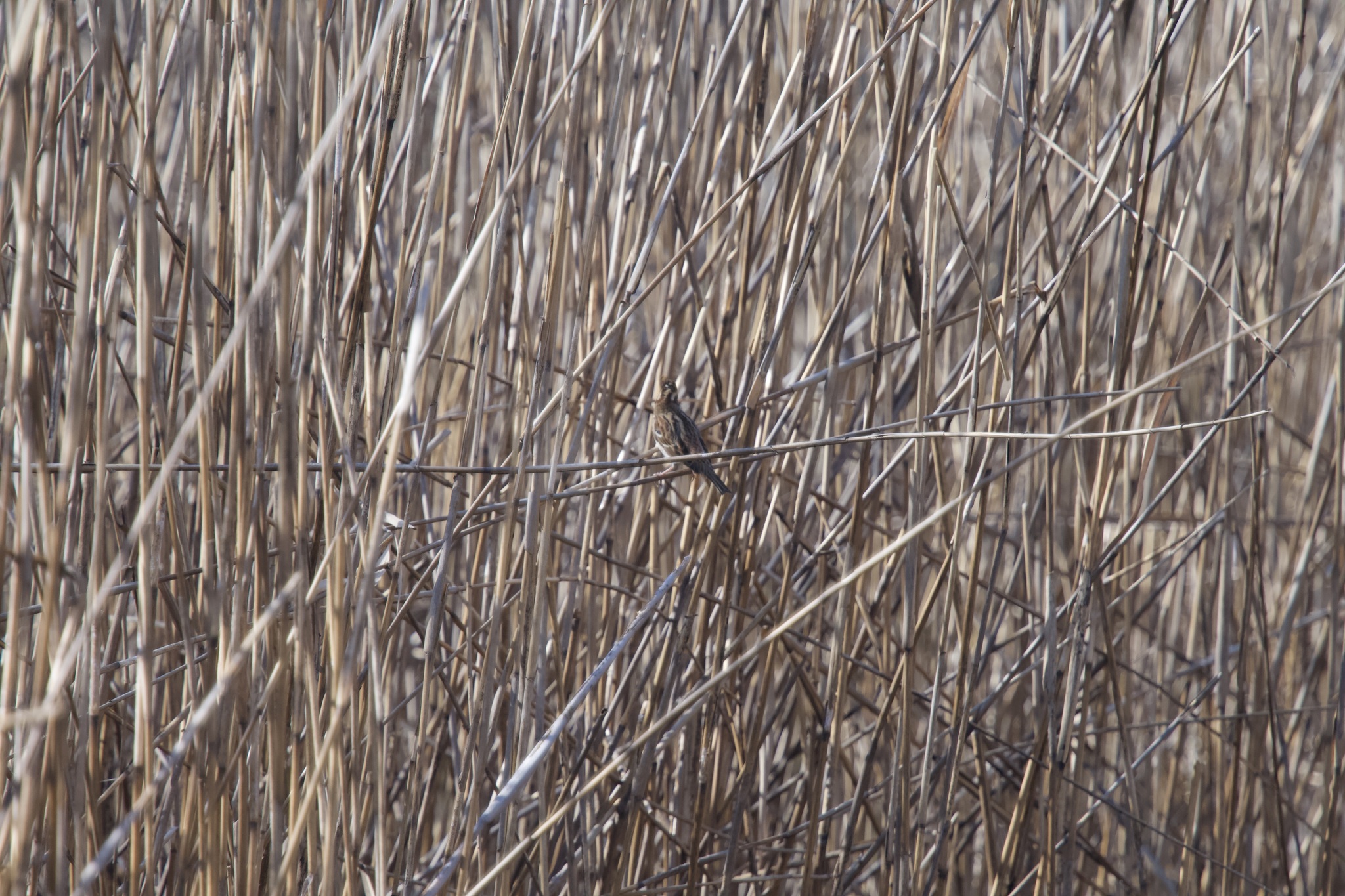 Rustic Bunting (Emberiza rustica), photo 2