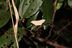 Timandra stueningi