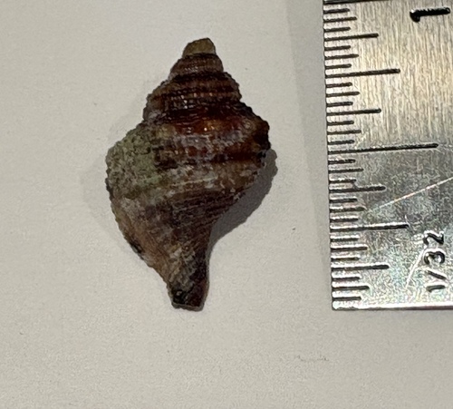 Monoplex aquatilis observed 2026-01-17
