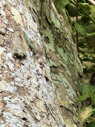 Sawtail lizard