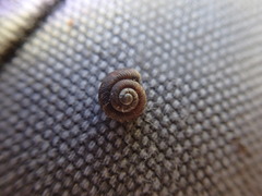 Discus whitneyi