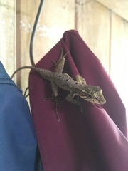 Anolis tropidolepis