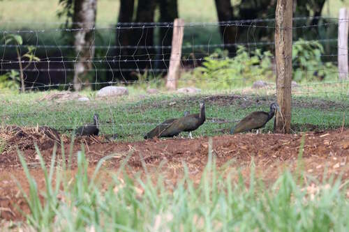 Green Ibis (Mesembrinibis cayennensis), photo 4