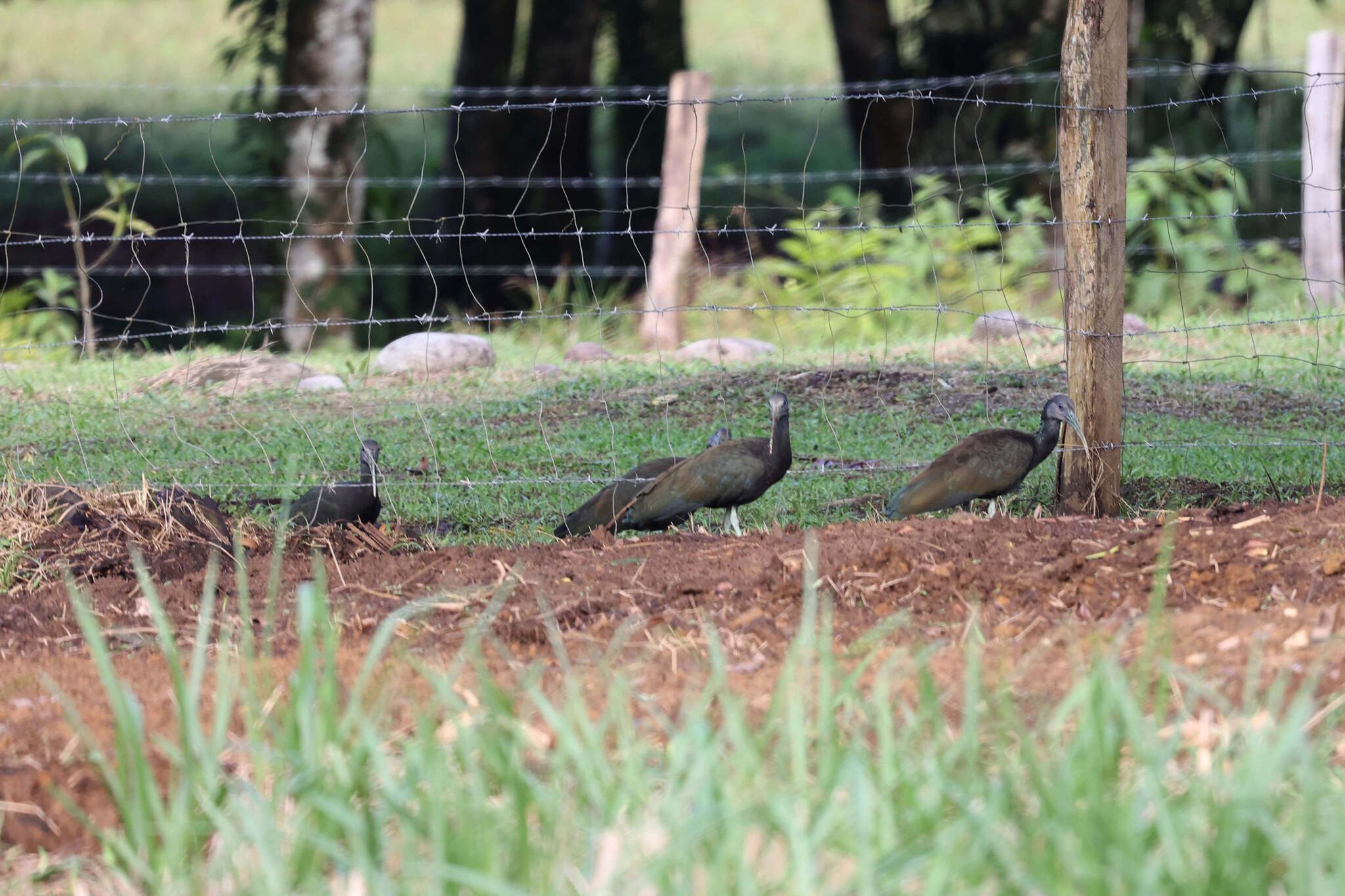 Green Ibis (Mesembrinibis cayennensis), photo 4
