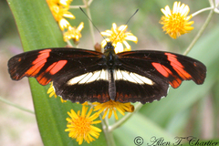 Podotricha telesiphe