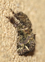 Callopistria rivularis