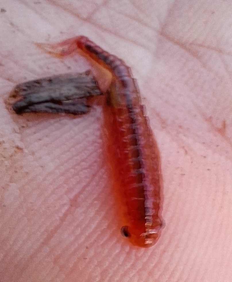 Eubranchipus oregonus Creaser, 1930