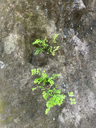 fragile maidenhair (Adiantum fragile)