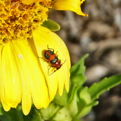 Collops quadrimaculatus