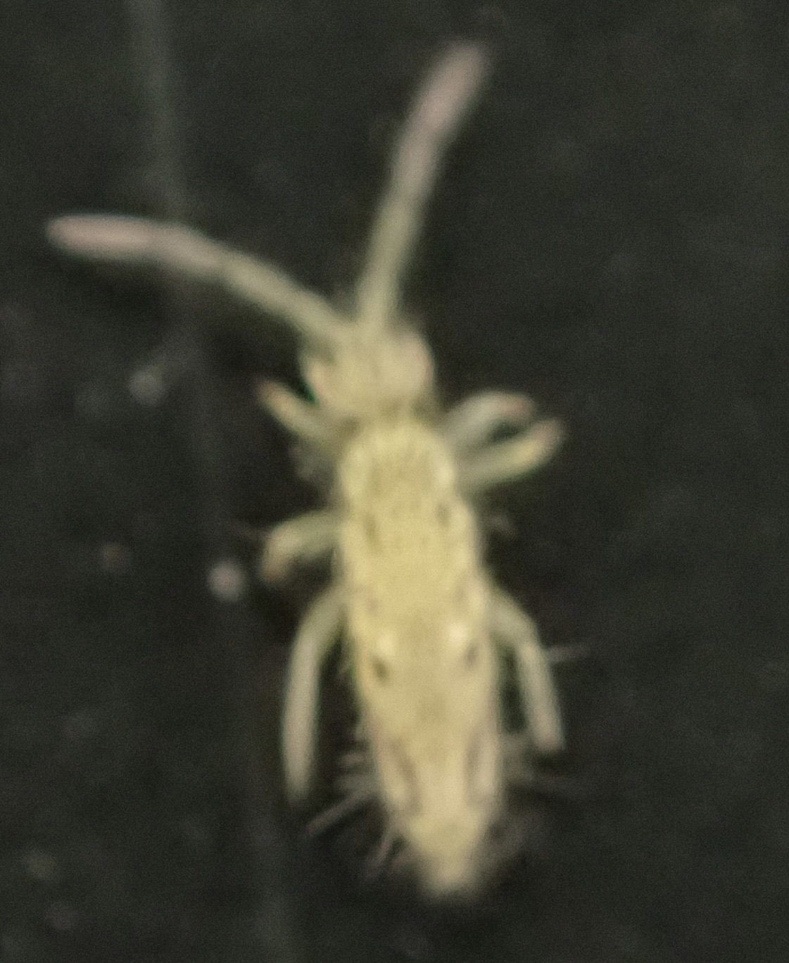 Entomobrya katzi Jordana R & Baquero E, 2022