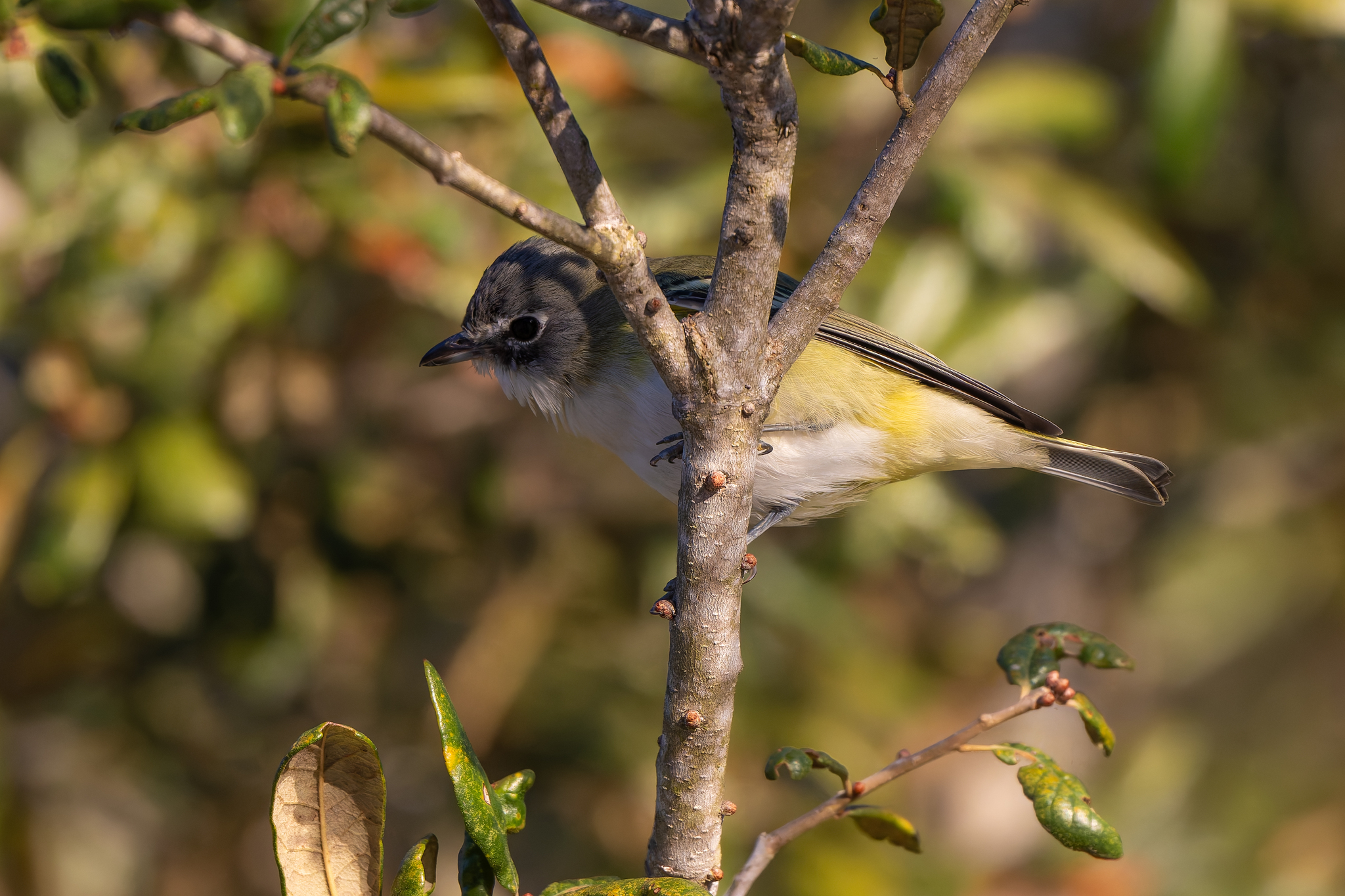 Blue-headed Vireo (Vireo solitarius), photo 8