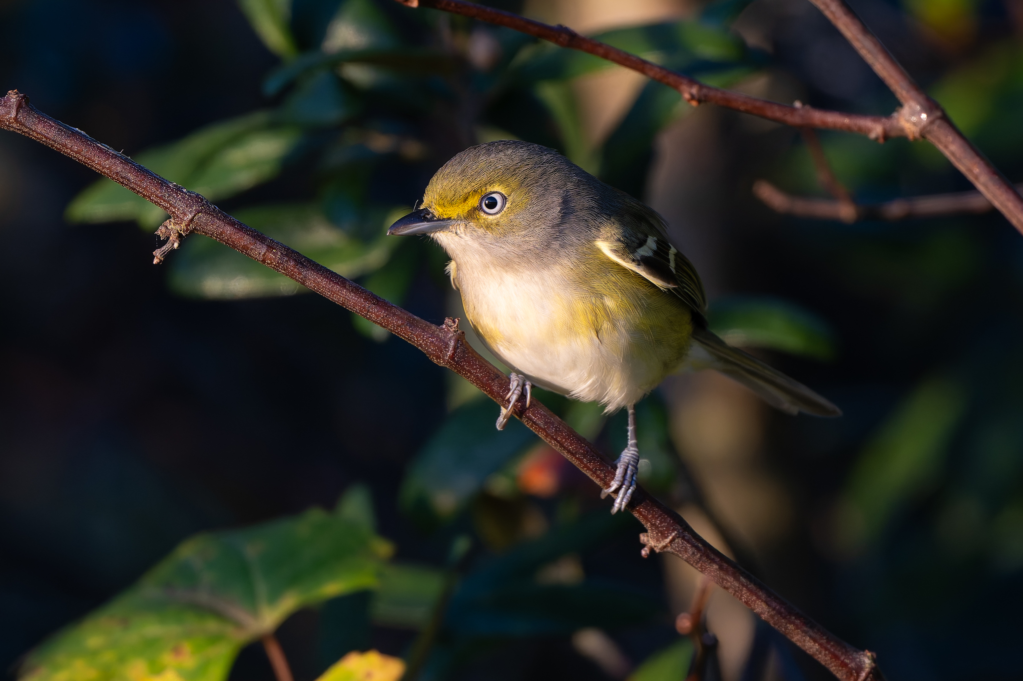 White-eyed Vireo (Vireo griseus), photo 9