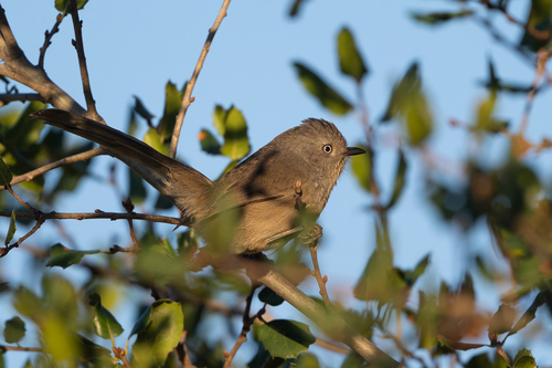 Wrentit (Chamaea fasciata), photo 1