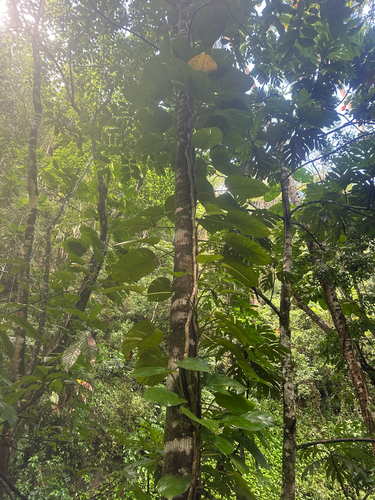 Foto de Jiboia