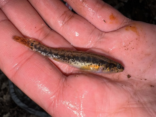 Sawcheek darter (Etheostoma serrifer) — Percidae — 5