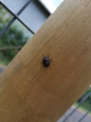 Tylospilus chilensis