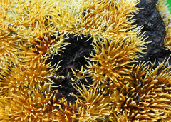 Protohydnum sclerodontium