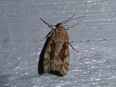 Eudonia submarginalis