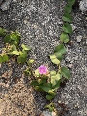 Argyreia capitiformis