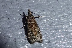Eudonia philerga