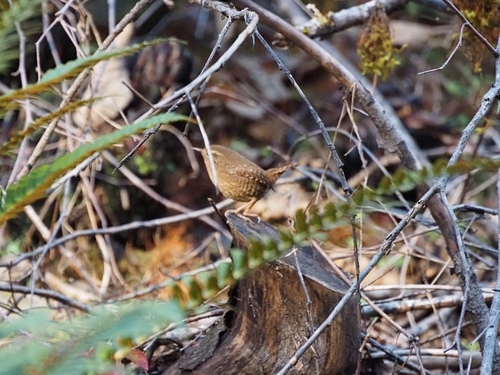 Pacific Wren (Troglodytes pacificus)