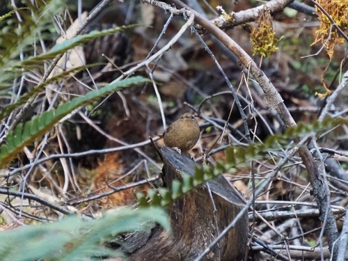 Pacific Wren (Troglodytes pacificus), photo 2