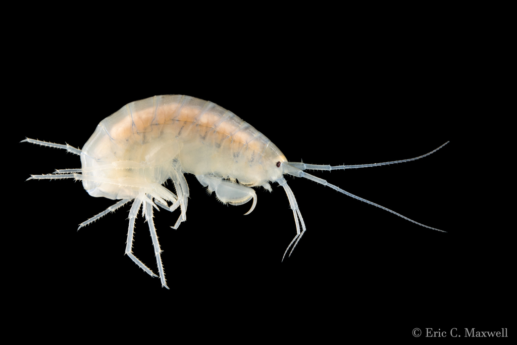 Crangonyx disjunctus