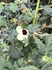 Abelmoschus esculentus