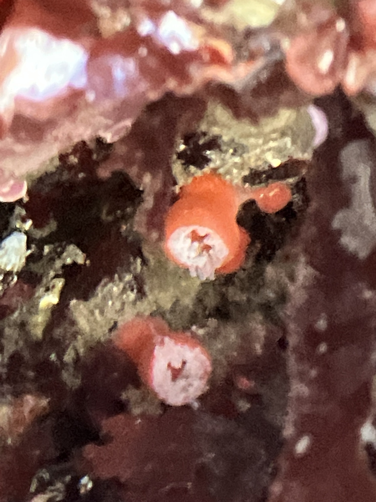 Corynactis californica Carlgren, 1936